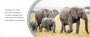 Alternative view 4 of A Herd of Elephants