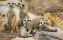 Alternative view 2 of Meerkat Moves Out of the Desert