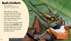 Alternative view 3 of Cool Crickets