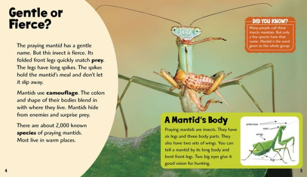 Powerful Praying Mantids