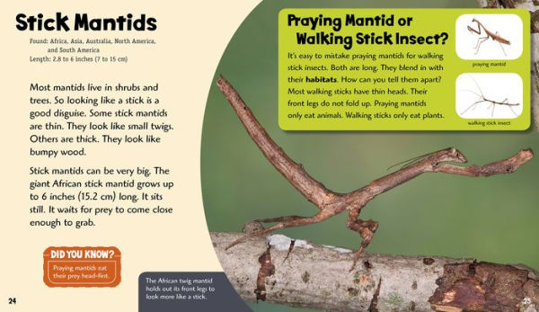 Powerful Praying Mantids