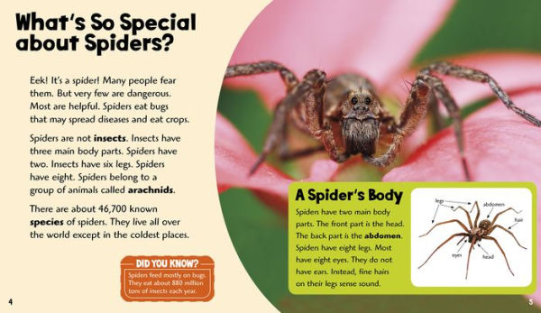 Splendid Spiders