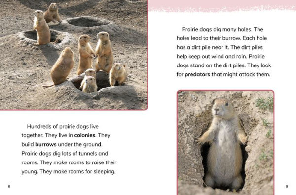 Prairie Dogs