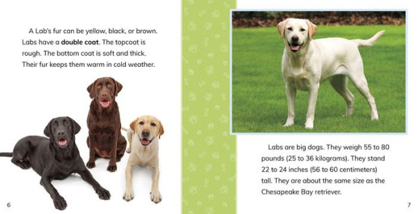 Fast Facts About Labrador Retrievers