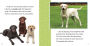 Alternative view 3 of Fast Facts About Labrador Retrievers