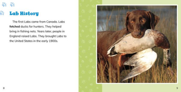 Fast Facts About Labrador Retrievers