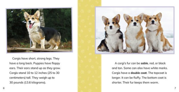 Fast Facts About Corgis