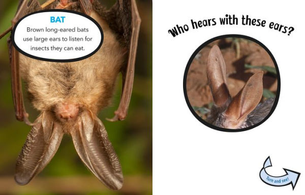 Who Hears With These Ears?