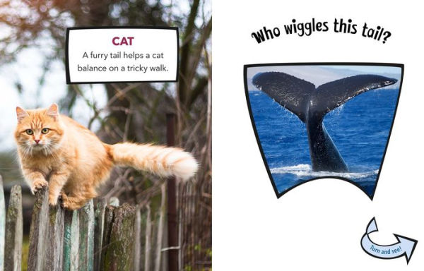 Who Wiggles This Tail?