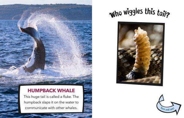 Who Wiggles This Tail?