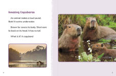 Alternative view 2 of Capybaras