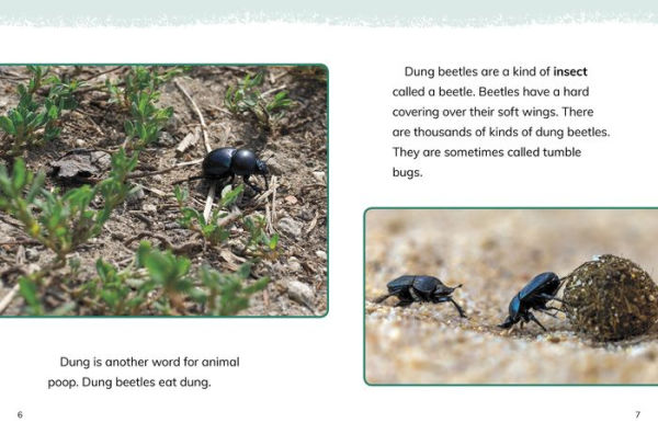 Dung Beetles