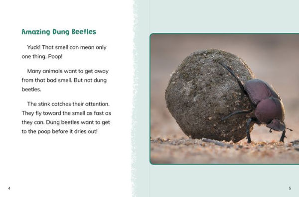 Dung Beetles