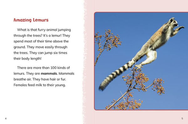 Lemurs