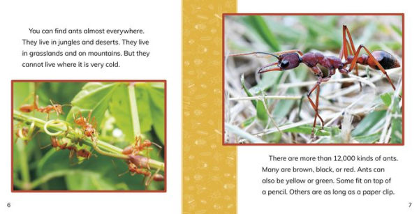 Fast Facts About Ants