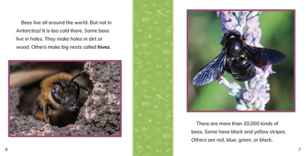 Fast Facts About Bees