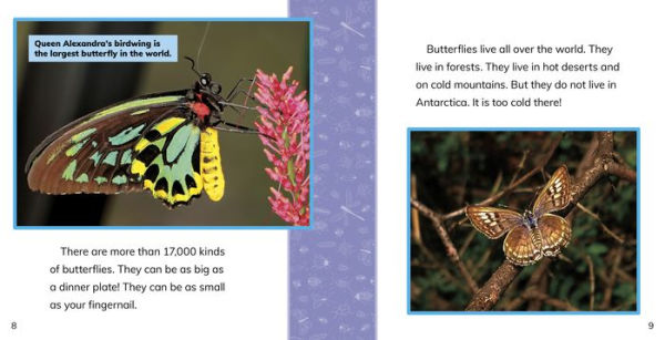 Fast Facts About Butterflies