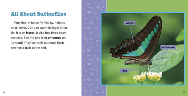 Fast Facts About Butterflies