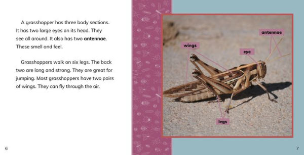 Fast Facts About Grasshoppers