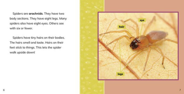 Fast Facts About Spiders