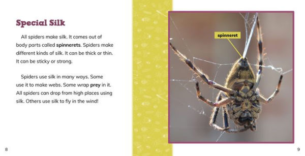 Fast Facts About Spiders