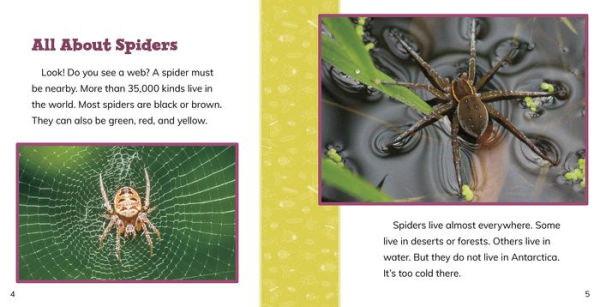 Fast Facts About Spiders
