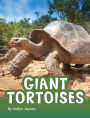 Giant Tortoises