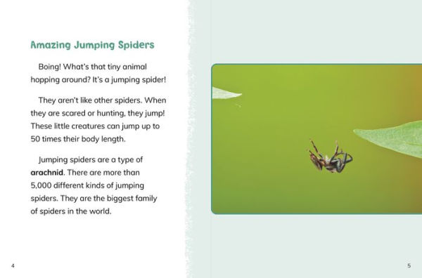 Jumping Spiders