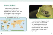Alternative view 13 of Jumping Spiders