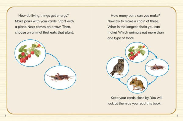 Is It a Food Web or Chain?