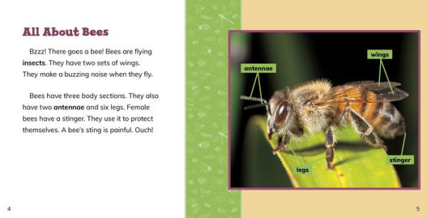 Fast Facts About Bees