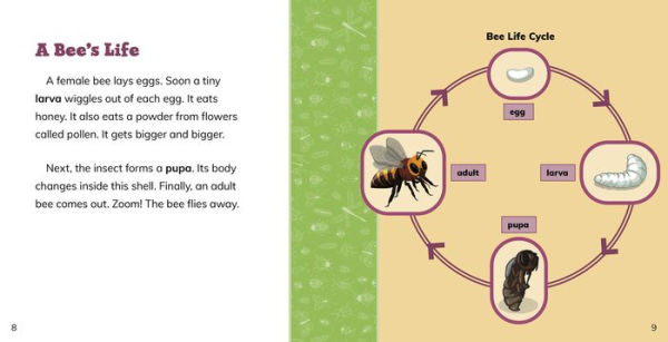 Fast Facts About Bees