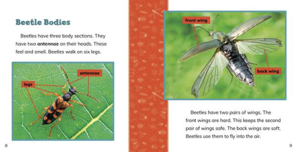 Fast Facts About Beetles