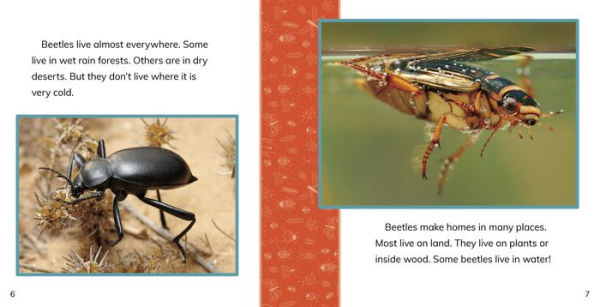 Fast Facts About Beetles