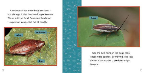 Fast Facts About Cockroaches