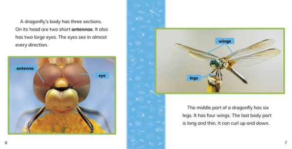 Fast Facts About Dragonflies