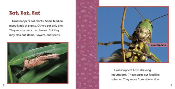 Fast Facts About Grasshoppers