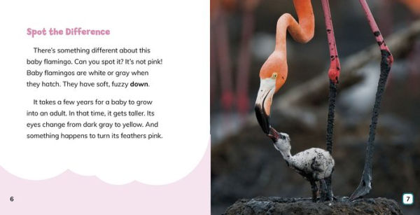 Why Are Flamingos Pink?: Answering Kids' Questions
