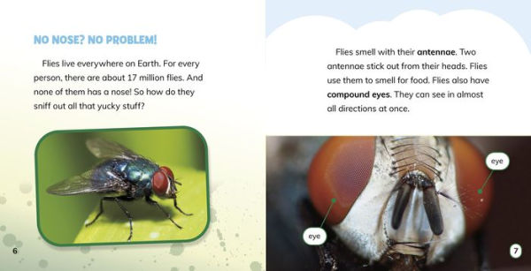 Why Do Flies Like Gross Stuff?: Answering Kids' Questions