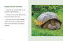 Alternative view 7 of Giant Tortoises