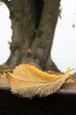 A Yellow Leaf At The End Of Autumn Journal 150 Page Lined