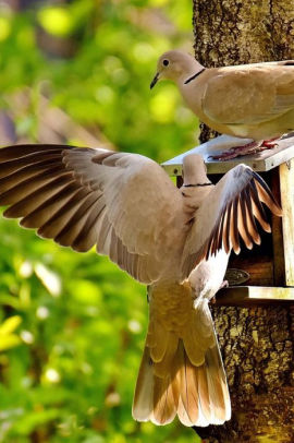 Doves At A Bird Feeder Journal Take Notes Write Down Memories In