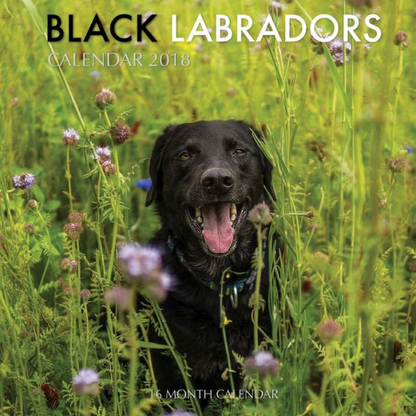Black Labradors Calendar 2018: 16 Month Calendar
