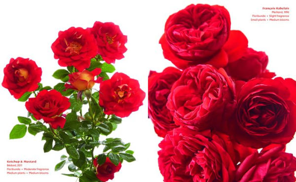 The Color of Roses: A Curated Spectrum of 300 Blooms