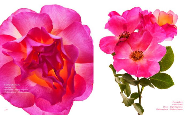 The Color of Roses: A Curated Spectrum of 300 Blooms