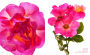 Alternative view 3 of The Color of Roses: A Curated Spectrum of 300 Blooms