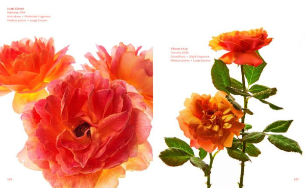 The Color of Roses: A Curated Spectrum of 300 Blooms by Danielle Dall'Armi  Hahn, Hardcover