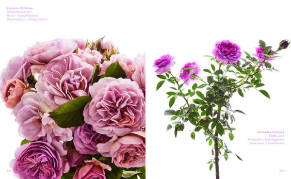 The Color of Roses: A Curated Spectrum of 300 Blooms