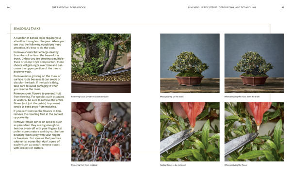 The Essential Bonsai Book: Techniques for Creating Beautiful Trees