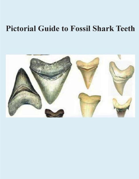Pictorial Guide to Fossil Shark Teeth by James T Rathbone, Paperback |  Barnes & Noble®